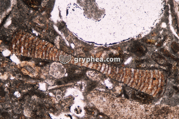 Microfossile - Foraminifère de type Opertobitolite ? CL LPNA x10 - gryphea.com